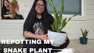 Repotting My Snake Plant [upl. by Martina]