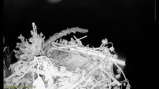 Llyn Clywedog 1 Osprey Nest☀️270324 [upl. by Benedix]