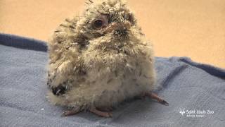 Tawny frogmouth chick at the Saint Louis Zoo [upl. by Ehsom]