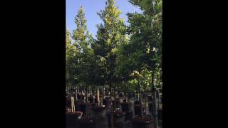 Calophyllum Brasiliensis  TreeWorld Wholesale [upl. by Sylas]