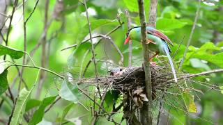 Green Magpie [upl. by Milty604]