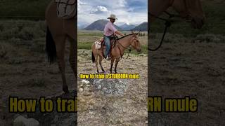 Training a mule 4 steps Behind the scenes—teaching a mule to cross a creek [upl. by Nairod]