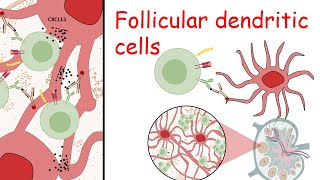 Follicular dendritic cells [upl. by Ettevad665]