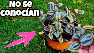 REVELAN LOS SECRETOS de tener esta PLANTA en tu hogar  Es más valiosa de lo que se Cree  Interior [upl. by Lura497]