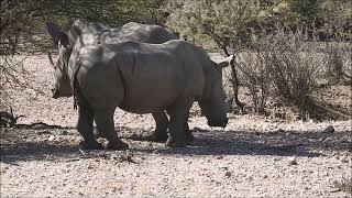 Namibia 2024 Waterberg Guestfarm bis Okapuka Safari Lodge [upl. by Ybor]