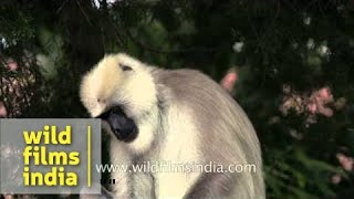 A lone Hanuman langur in its natural habitat  Landour [upl. by Sifan]