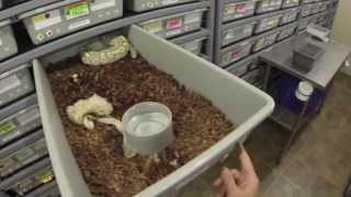 Collecting and Setting Up Ball Python Eggs [upl. by Accebar]