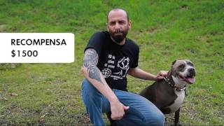 Campaña para denunciar peleas de perros en Costa Rica [upl. by Lav]