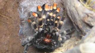 Female B smithi quotJazzquot TimeLapsed molt [upl. by Petronilla410]