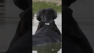 Hippos are powerful animallover [upl. by Imef]