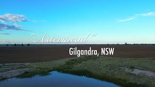 Astermead Gilgandra NSW [upl. by O'Dell]