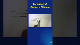 Shorts  74 Campers Chiasma formation  explained in diagrammatic format  in just a minute [upl. by Johnstone717]