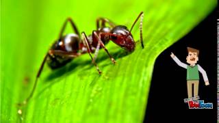 Ophiocordyceps Unilateralis [upl. by Bradwell450]