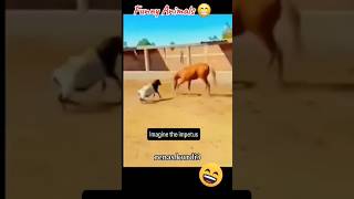 🐐 funny 🐎 bakra vs ghora DISCLAIMER SUBSCRIBE 🤗🤗🤗🤗 [upl. by Rodmun]