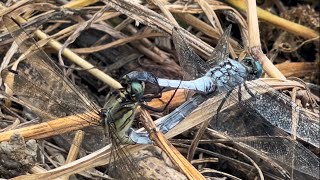 📌2024年9月28日 4 dragonflies mating  トンボ잠자리 [upl. by Mecke]