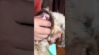 Part 2 Effective Dog’s ear infection treatment  Mabisang gamit sa tainga ng aso na may infection [upl. by Christye545]