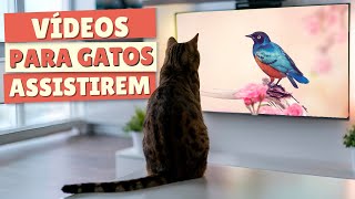 VÍDEOS PARA GATOS  Vídeos Para Gatos Assistirem 😸📺 [upl. by Bibeau]