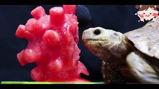 Turtle Enjoying Watermelon 🍉🐢 TurtleLife WatermelonTreat [upl. by Hairakcaz936]