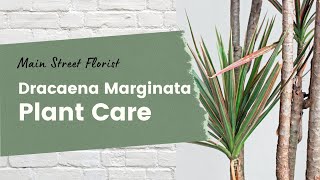 Plant care tips for Dracaena Marginata [upl. by Esme891]