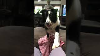 Needy Border Collie is doing his best to get mom to play [upl. by Grussing220]