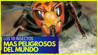 🦟 Los 10 Insectos más Peligrosos del Mundo [upl. by Eart]