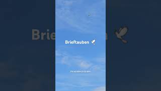 Brieftauben 🕊 Voll interessant [upl. by Roderica]