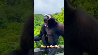 Whos that funny happy good smile laugh animals gorilla life [upl. by Patman733]