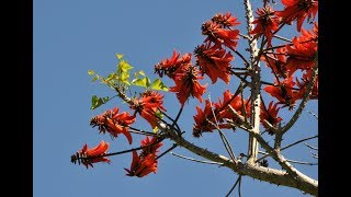 Erythrina Coral Tree Unusual Bonsai [upl. by Tnahs]