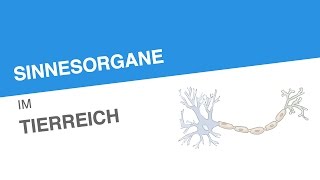 SINNESORGANE IM TIERREICH  Biologie  Neurobiologie und Verhalten [upl. by Ogata884]