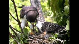 Buteo brachyurus Shorttailed hawkGaviãodecaudacurta [upl. by Siugram]