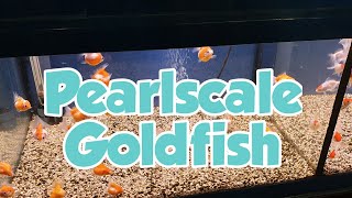 Pearlscale Goldfish Cute Fish [upl. by Ocisnarf882]