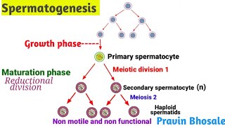 What is the spermatogenesis process Pravin Bhosale [upl. by Tali849]