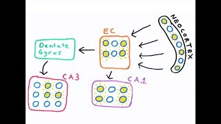 The Hippocampus and episodic memory [upl. by Feola]