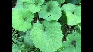 Herb of the Week Coltsfoot [upl. by Ahseiym]