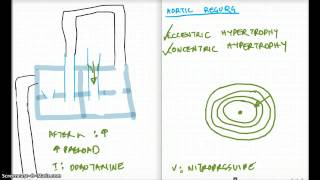 AR AS ECCENTRIC VS CONCENTRIC HYPERTROPHY [upl. by Nhojleahcim358]