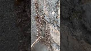 Removing Ants Nest From My House [upl. by Destinee]