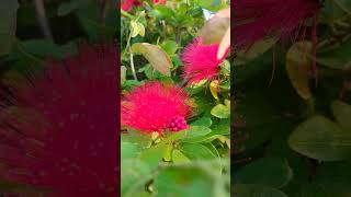 Powder Puff  Calliandra haematocephala l Unusual flower trending viral [upl. by Rebmaed871]