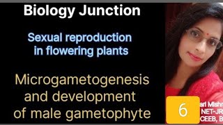 Microgametogenesis and Development of male gametophyte [upl. by Havens30]