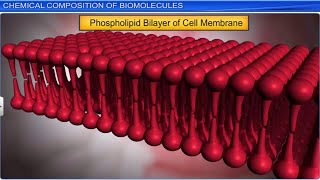 CBSE Class 11 Biology  Biomolecules Part 1  Full Chapter  By Shiksha House [upl. by Naginarb675]