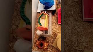 Pet Mouse House  Homemade Mouse Cage Using a Plastic Container [upl. by Aiza]