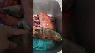 2 fish but expensive cleantrending viralvideos shortvideo [upl. by Ameerak]