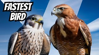 The Ultimate Bird Showdown Peregrine Falcon vs Brown Hawks [upl. by Rebeca]