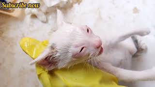 Rescue Mother Cat and Treatment Eyes Infection [upl. by Ling]