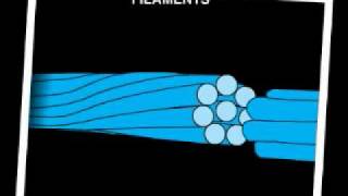 Intermediate Filaments ECB [upl. by Amis]