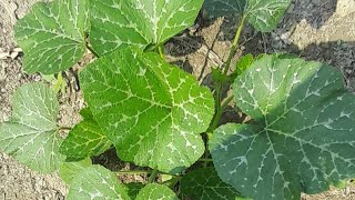 Mixed Agro bd is live কুমড়ো চারার পরিচর্যা৷ agro mixedagrobd [upl. by Ellessig]