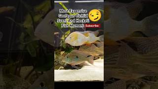 Most Expensive Geofegus Cichlid Sveni And Heckeli Fish Moment fish fishtank aquarium cichlid [upl. by Oiled]