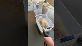 Cleaning the coon traps🦝🦝👍👍‼️‼️armsfamilyhomestead trapping flemming cleaning asmr [upl. by Eissel]