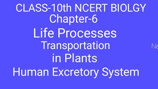 Class10th Bio NCERT Chapter6 life Process Transportation in plants Excretion in human being [upl. by Server290]