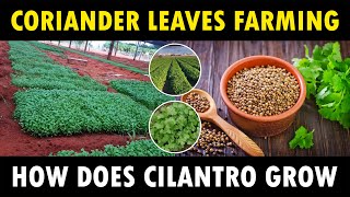 Coriander Farming  How does Cilantro grow  How to grow Coriander at Home [upl. by Staci445]