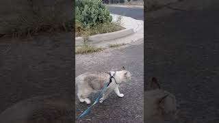 1 Reason To Leash Train A Cat [upl. by Molly756]